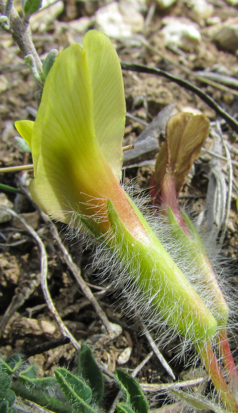 Image of Astragalus henningii specimen.