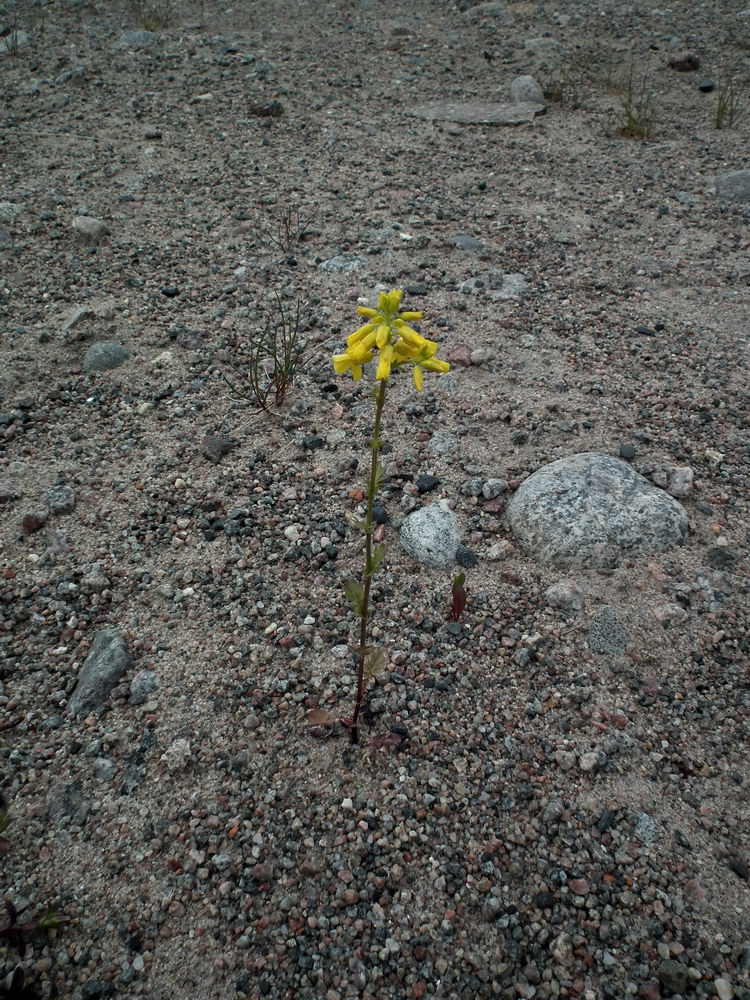 Image of Barbarea arcuata specimen.