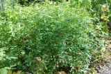 Lathyrus roseus. Плодоносящее растение. Адыгея, хребет Уна-Коз. 13.08.2008.