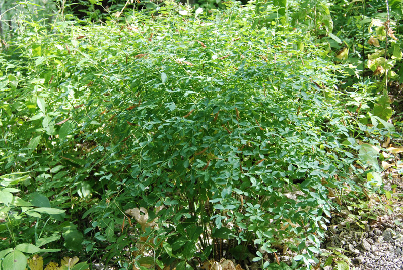 Image of Lathyrus roseus specimen.