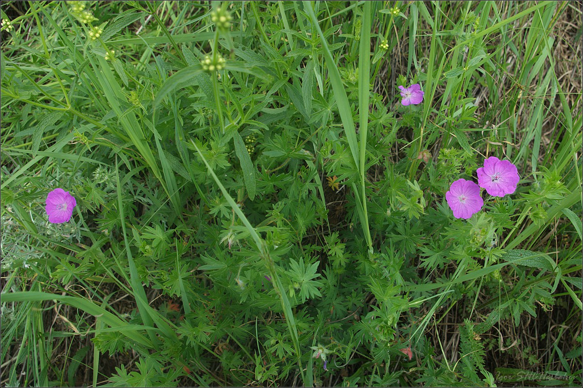 Изображение особи Geranium sanguineum.