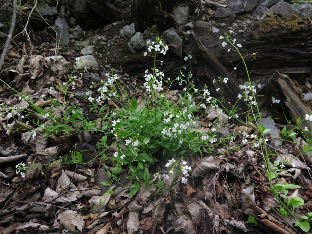 Image of Arabidopsis gemmifera specimen.