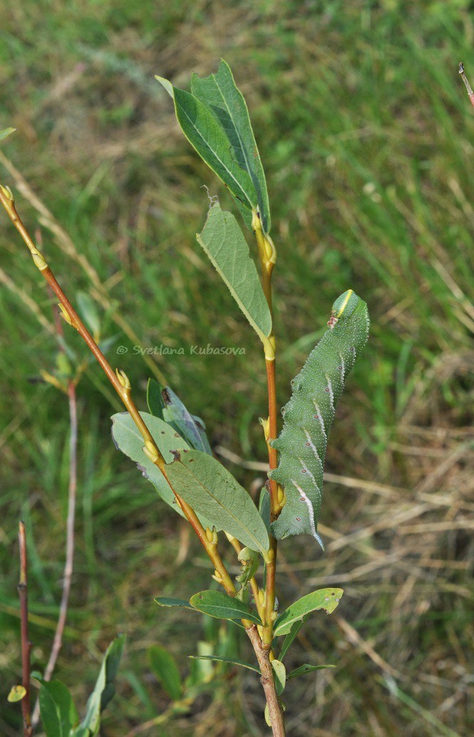 Image of Salix kochiana specimen.