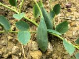 Capparis herbacea. Часть ветви с незрелыми плодами. Крым, Балаклавский р-н, урочище Айязьма, склон юж. экспозиции, опушка соснового леса. 14.08.2016.