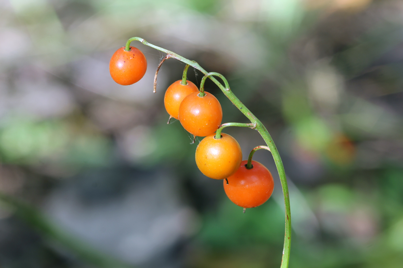 Изображение особи Convallaria majalis.