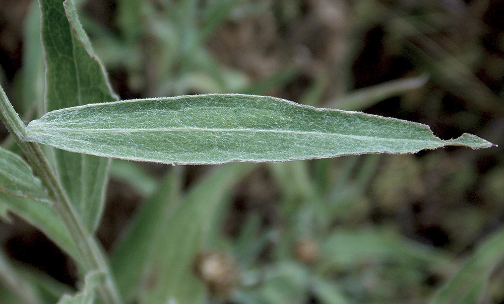 Image of Centaurea jacea ssp. substituta specimen.