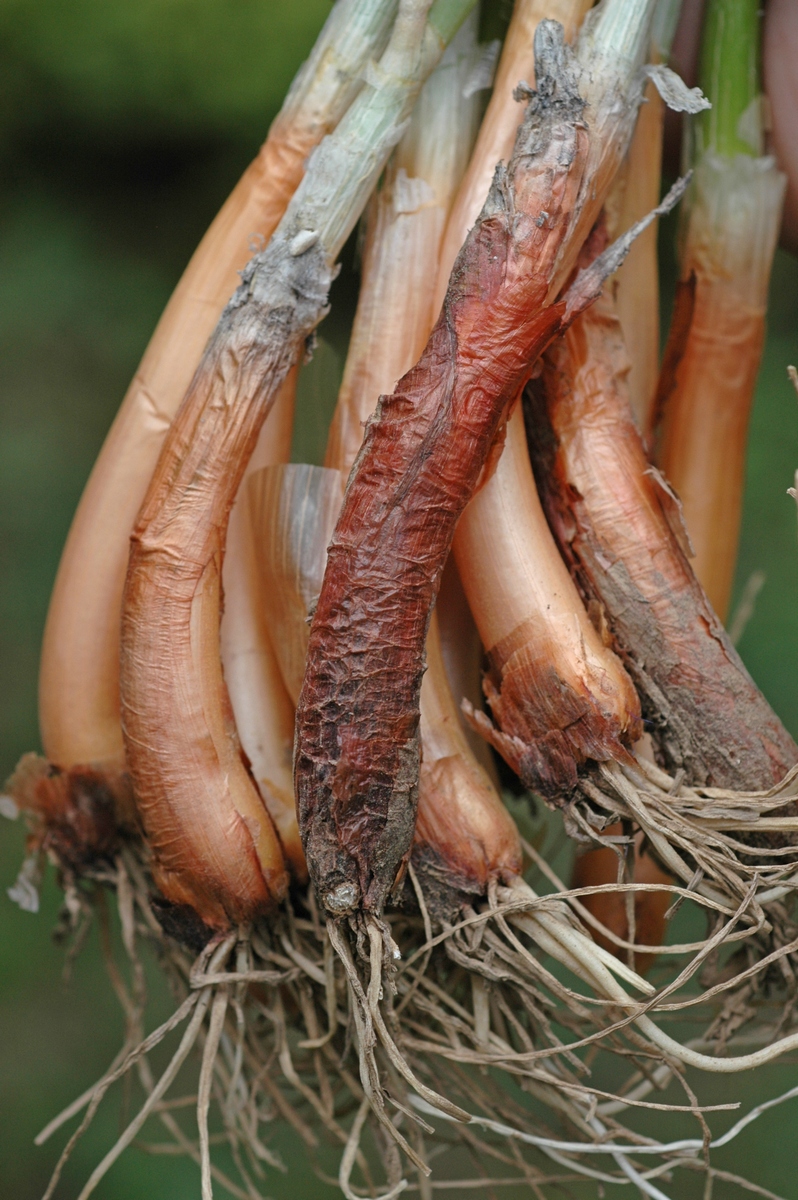 Image of Allium galanthum specimen.