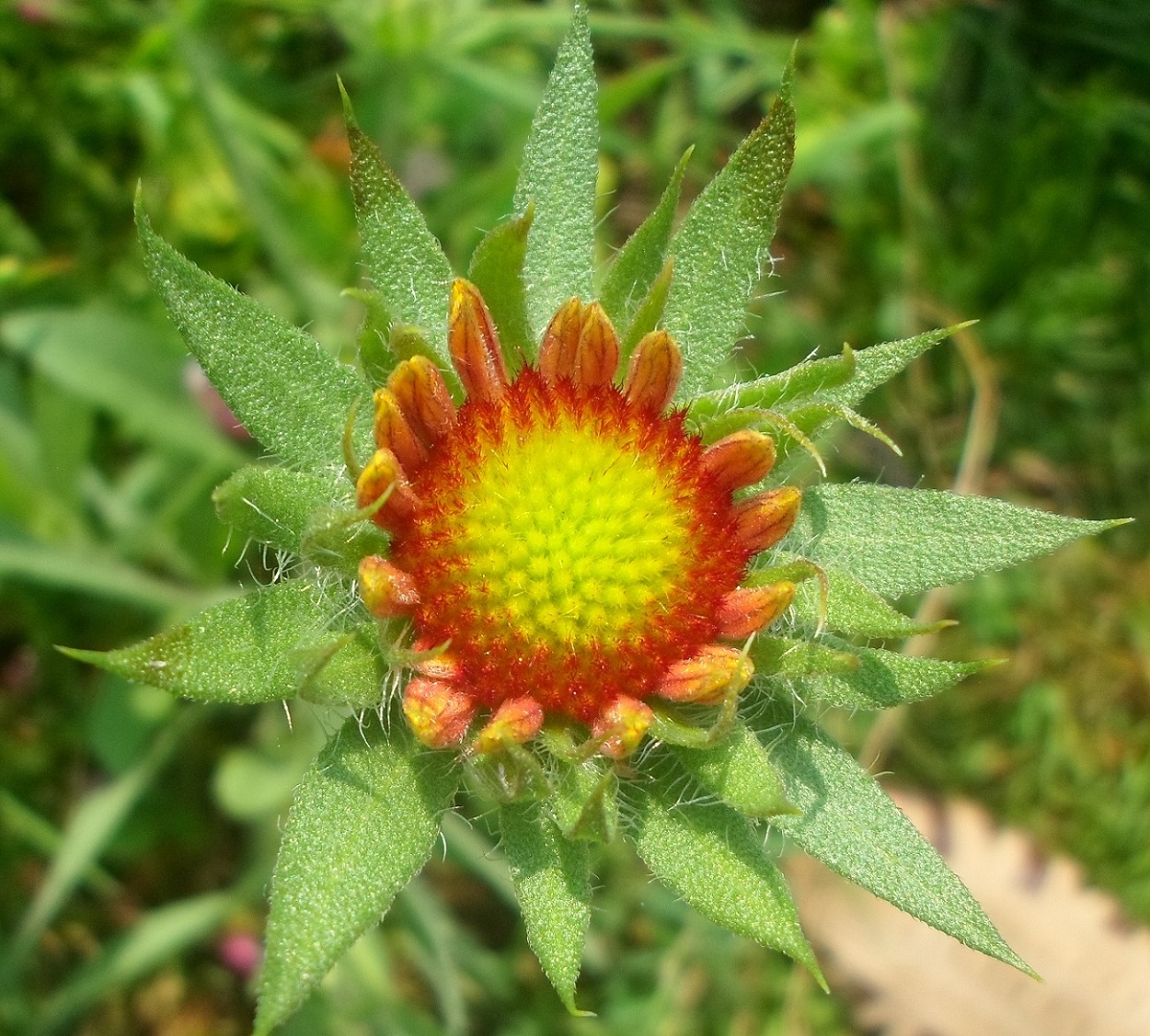 Image of Gaillardia &times; grandiflora specimen.