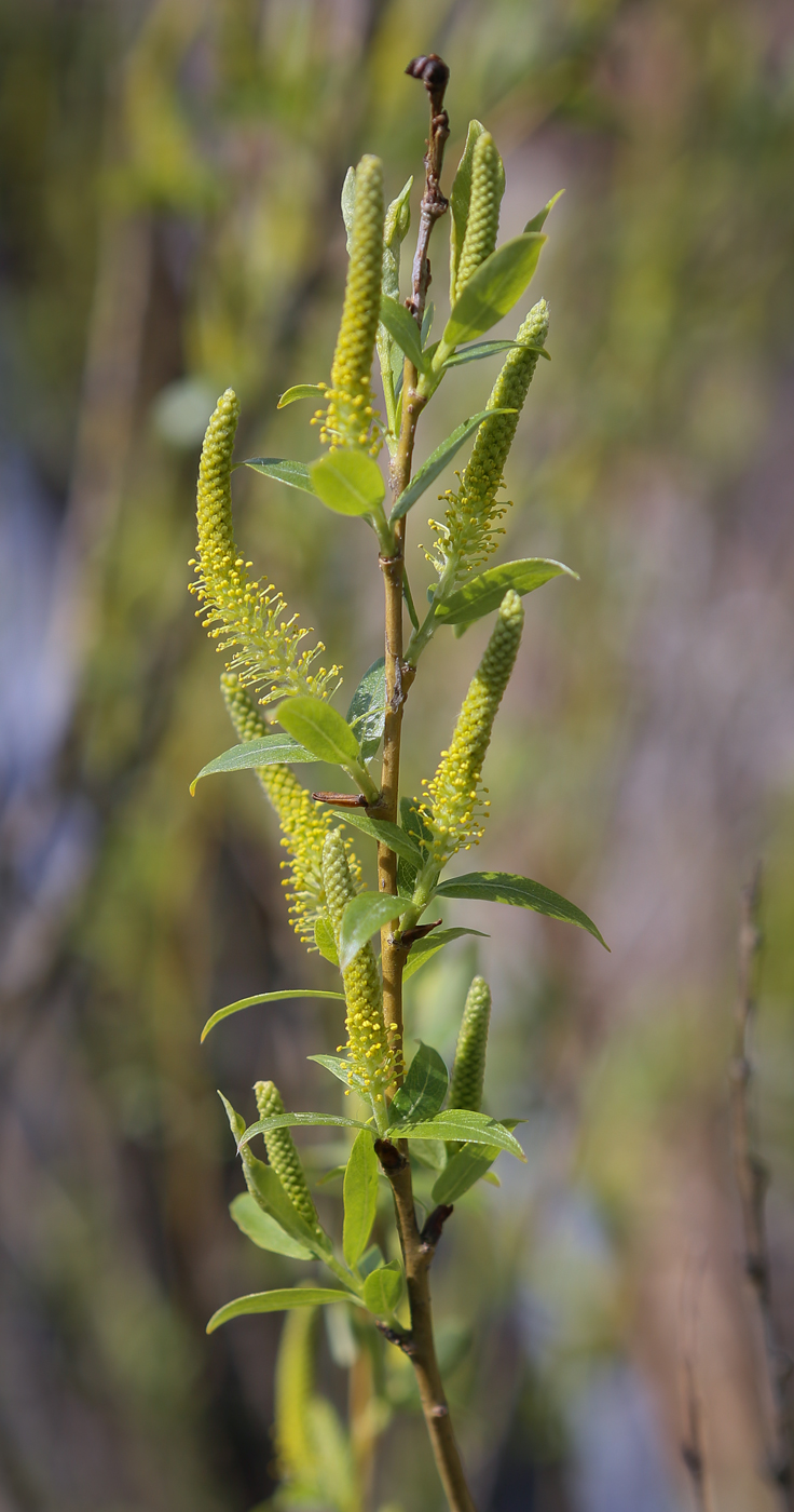 Изображение особи Salix triandra.