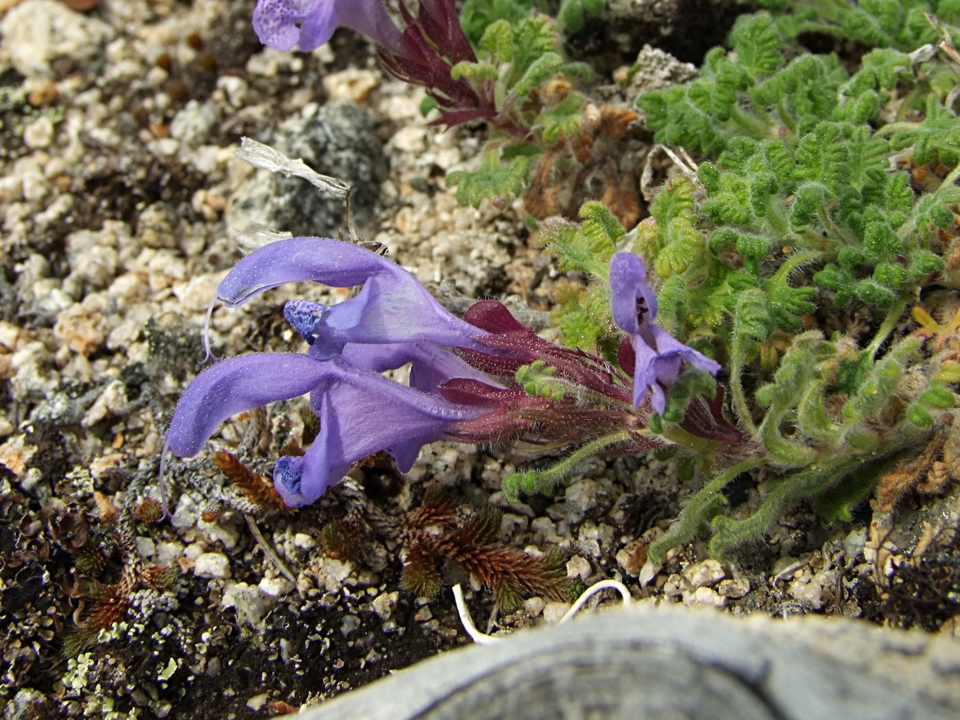 Image of Dracocephalum palmatum specimen.