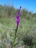 Anacamptis подвид dielsiana