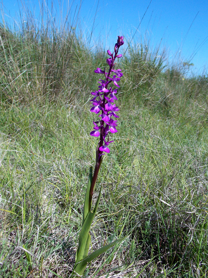 Image of Anacamptis laxiflora ssp. dielsiana specimen.