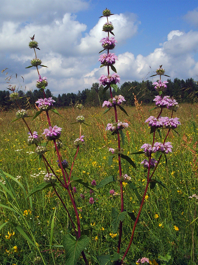 Изображение особи Phlomoides tuberosa.