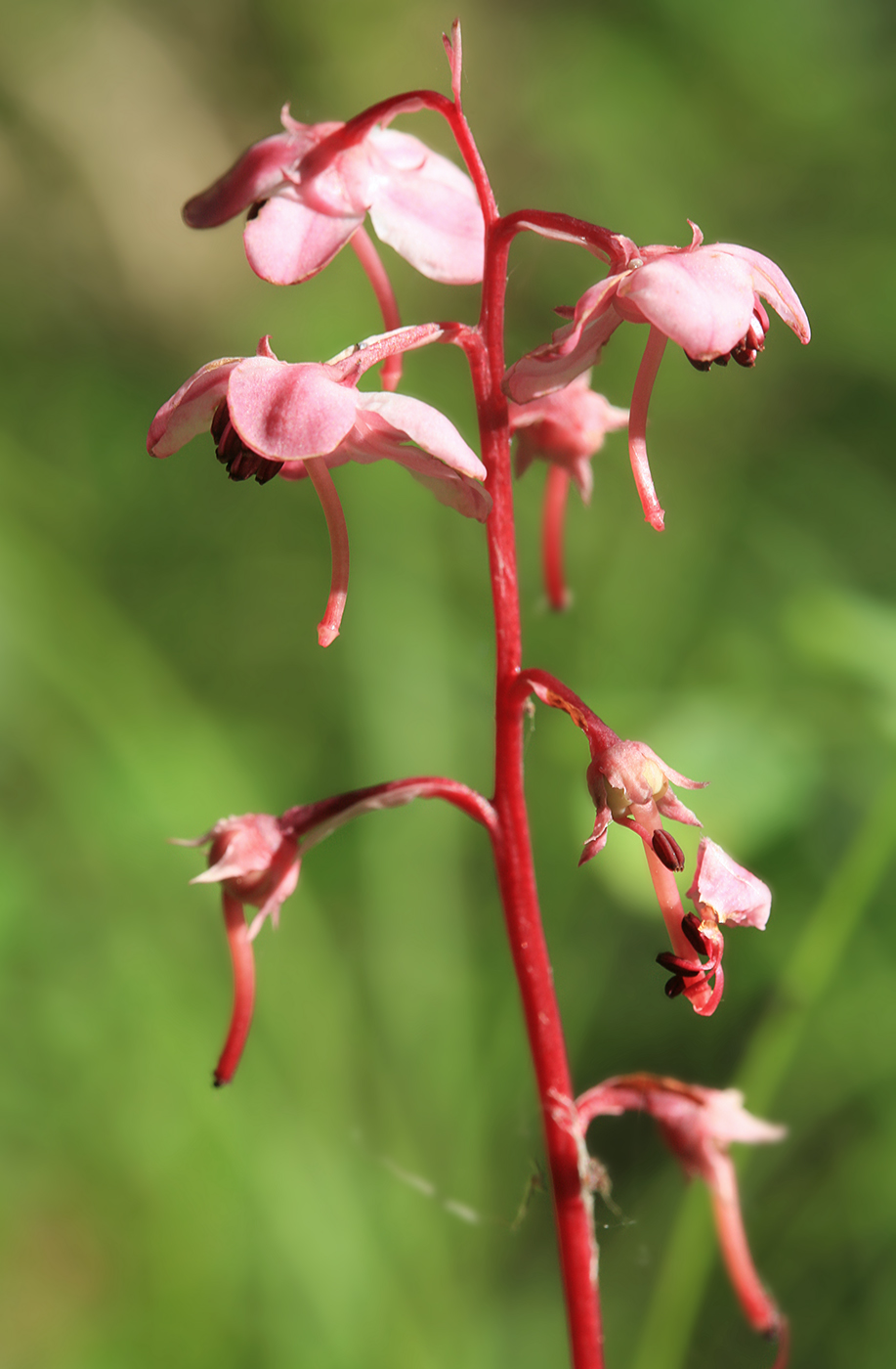 Изображение особи Pyrola incarnata.