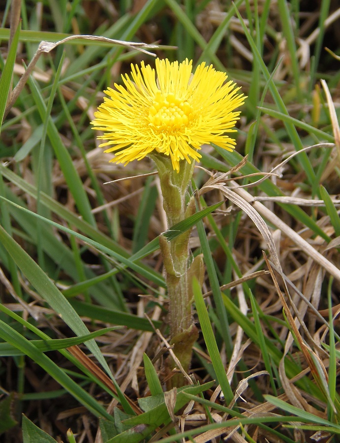 Image of Tussilago farfara specimen.