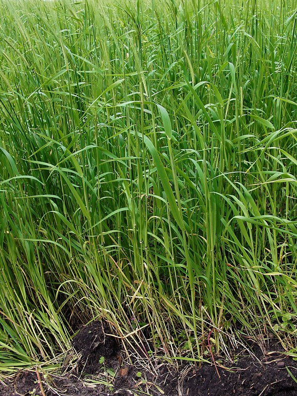 Image of Hordeum distichon specimen.