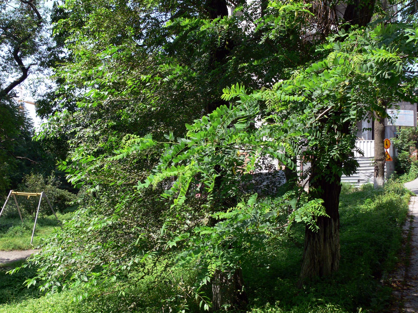 Image of Robinia pseudoacacia specimen.