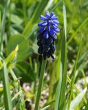 genus Muscari. Верхушка пбега с соцветием. Армения, Котайская обл., около дороги в с. Гарни. 27.04.2017.