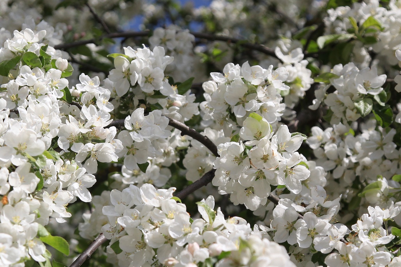 Изображение особи Malus domestica.