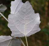 Image of taxon representative. Author is Сергей Наумов