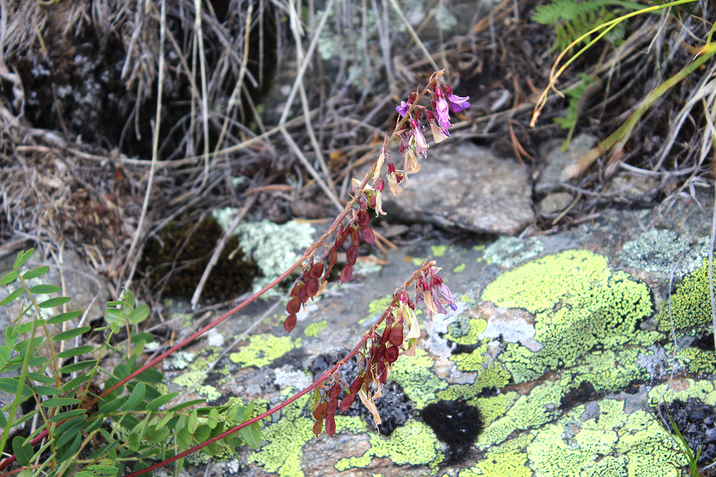 Image of Hedysarum caucasicum specimen.