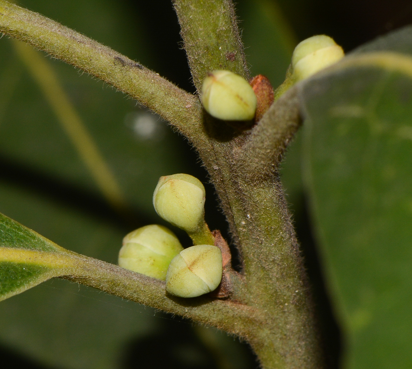 Изображение особи Laurus novocanariensis.