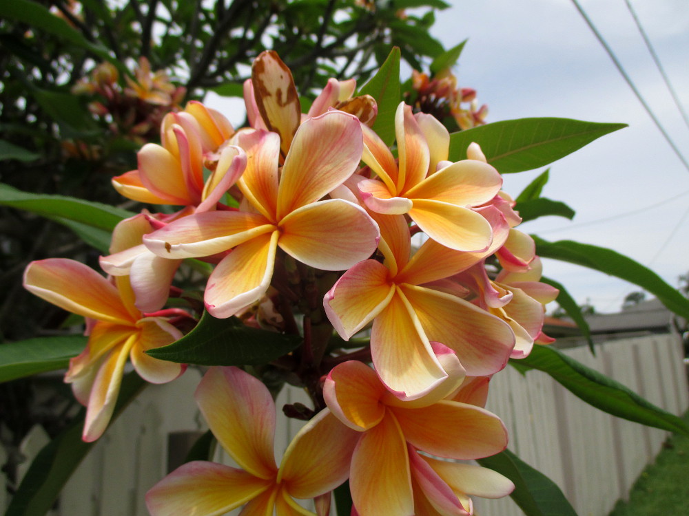 Image of Plumeria rubra specimen.