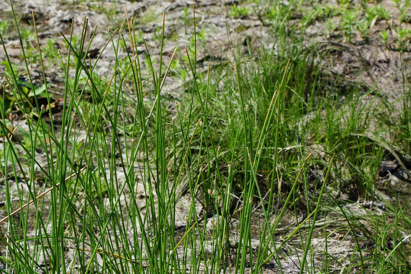 Image of Eleocharis palustris specimen.