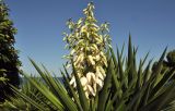 genus Yucca. Верхушка цветущего растения. Южный Берег Крыма, пгт Партенит, ЛОК \"Айвазовское\". 03.08.2017.