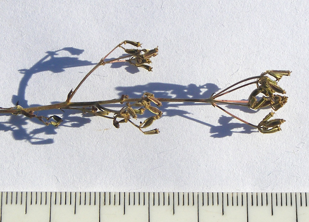 Image of Seseli peucedanoides specimen.