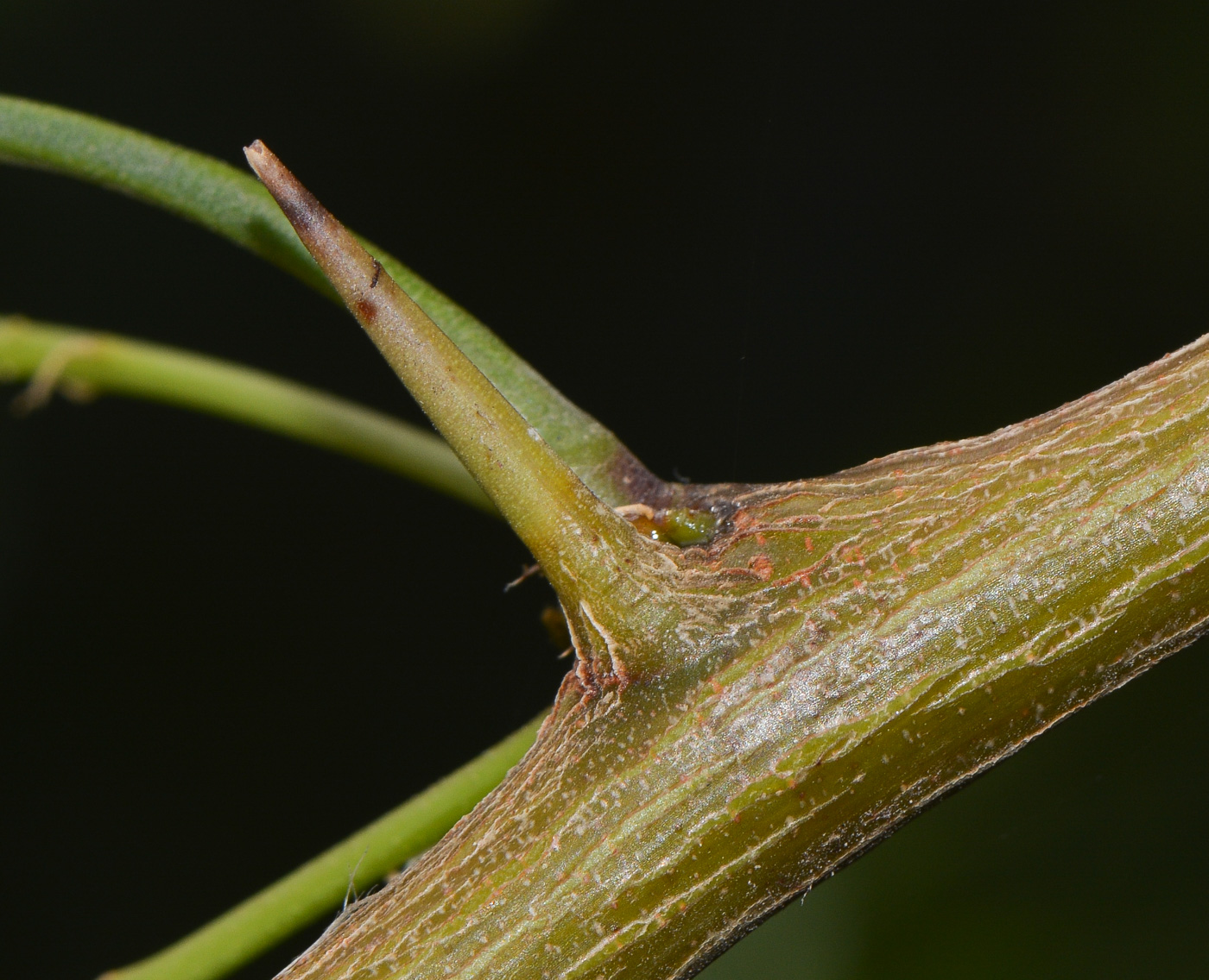 Image of Prosopis juliflora specimen.