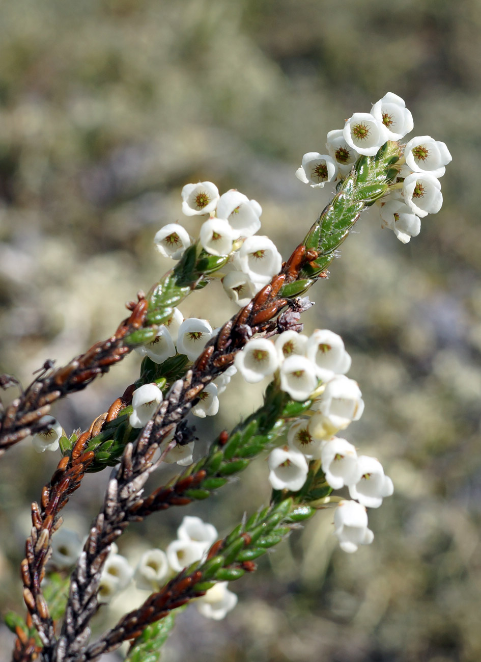 Image of Cassiope ericoides specimen.