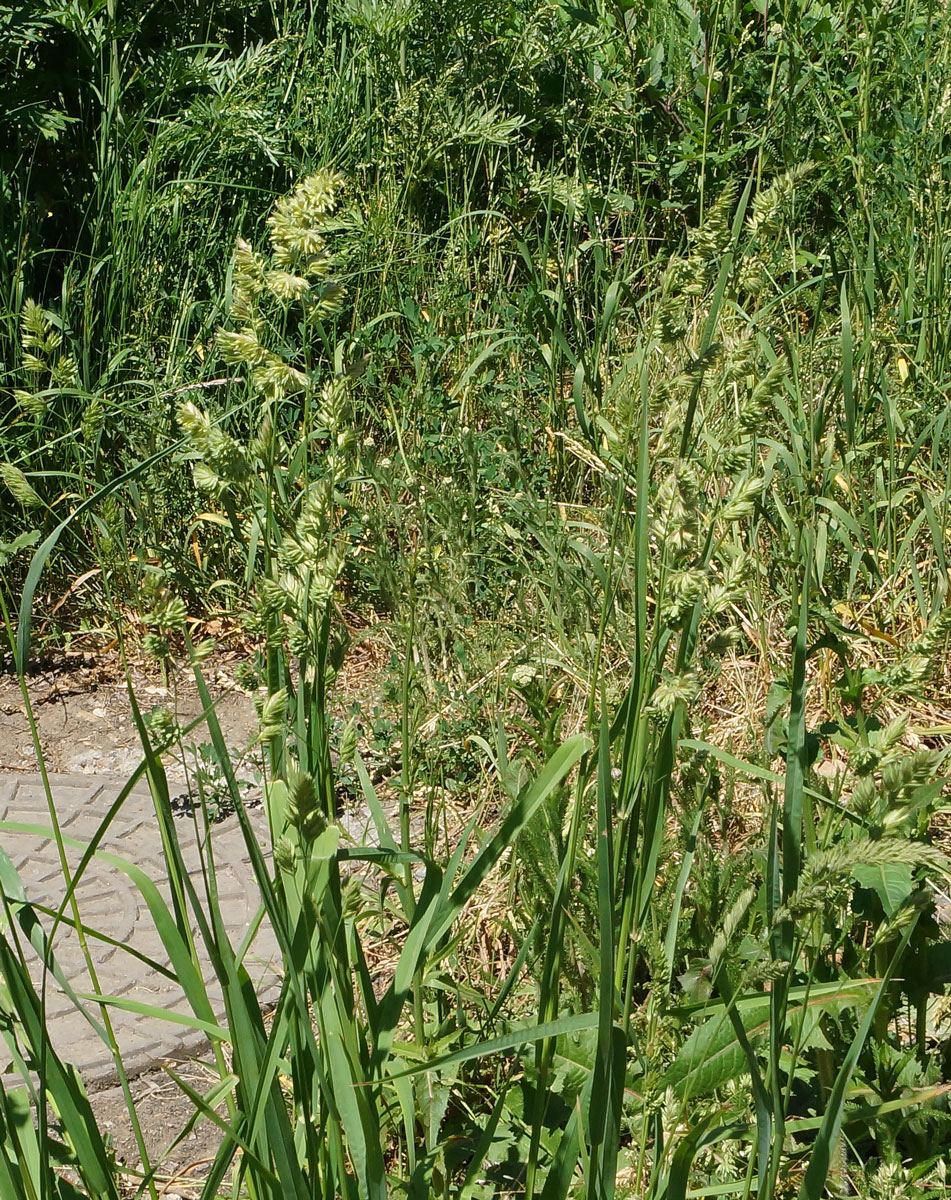 Image of Dactylis glomerata specimen.