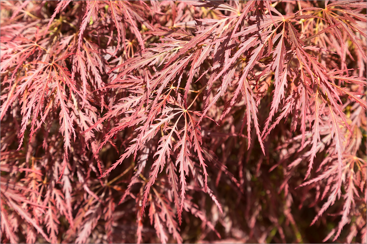 Image of Acer palmatum specimen.