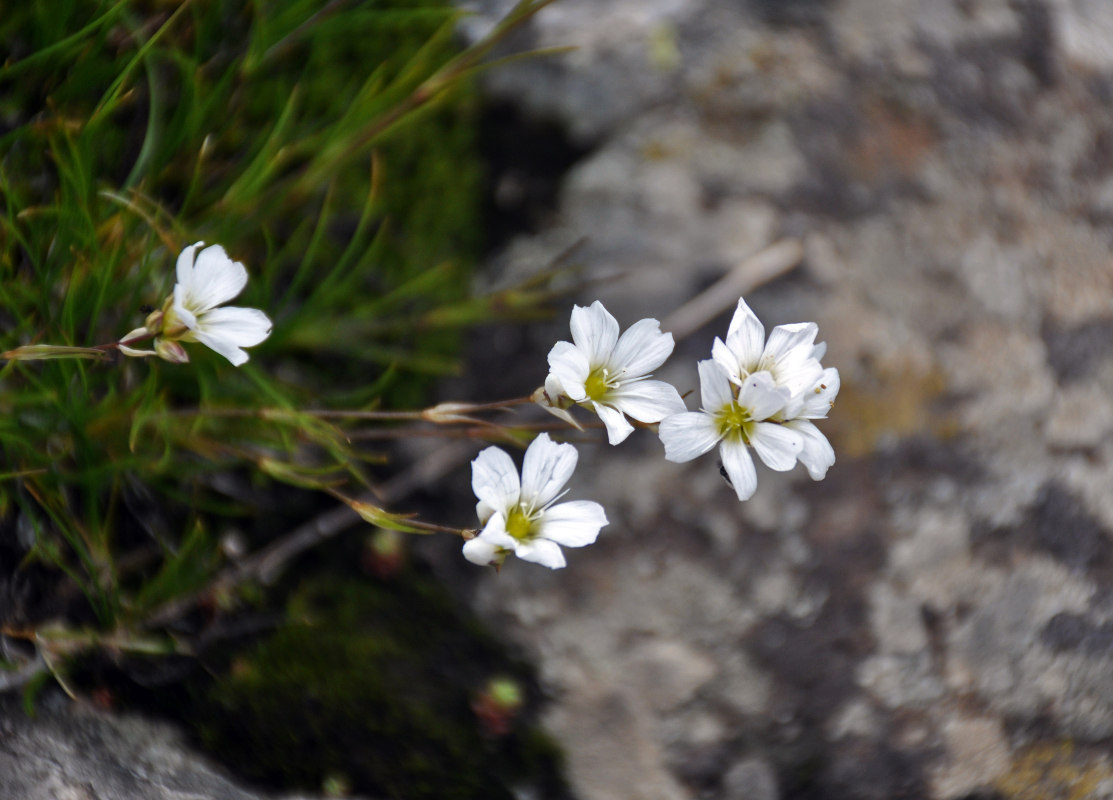 Image of Gypsophila tenuifolia specimen.