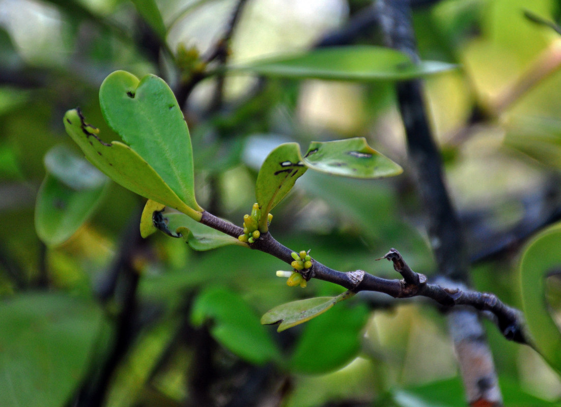 Изображение особи Hydnophytum formicarum.