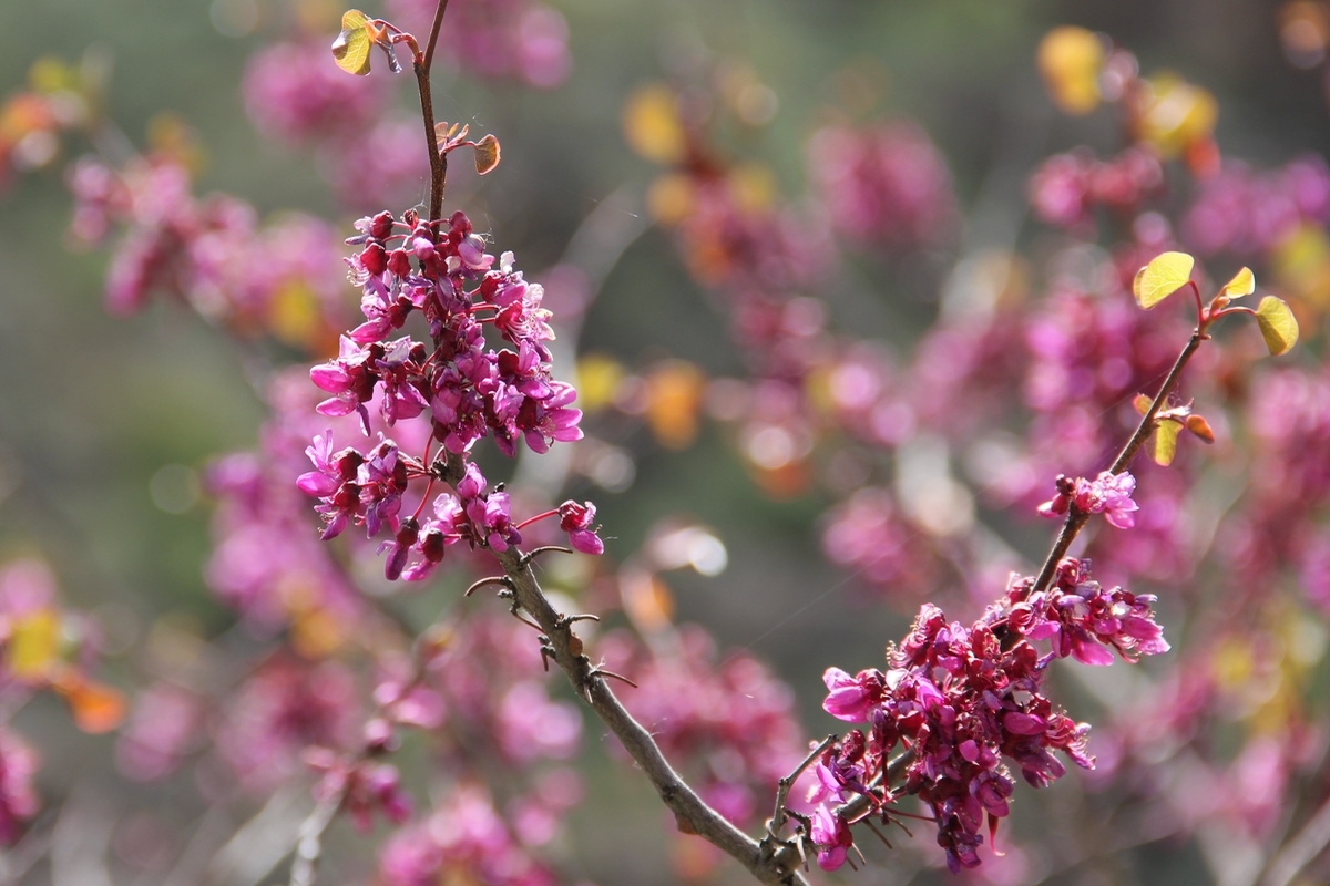 Image of Cercis griffithii specimen.