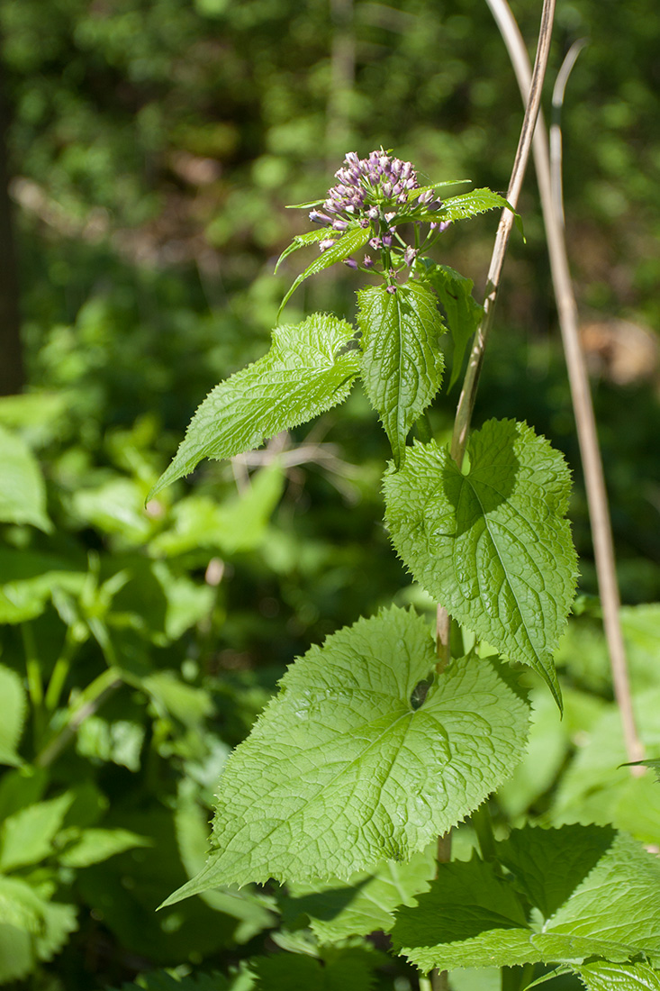 Изображение особи Lunaria rediviva.