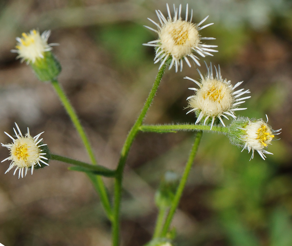 Image of Erigeron acris specimen.