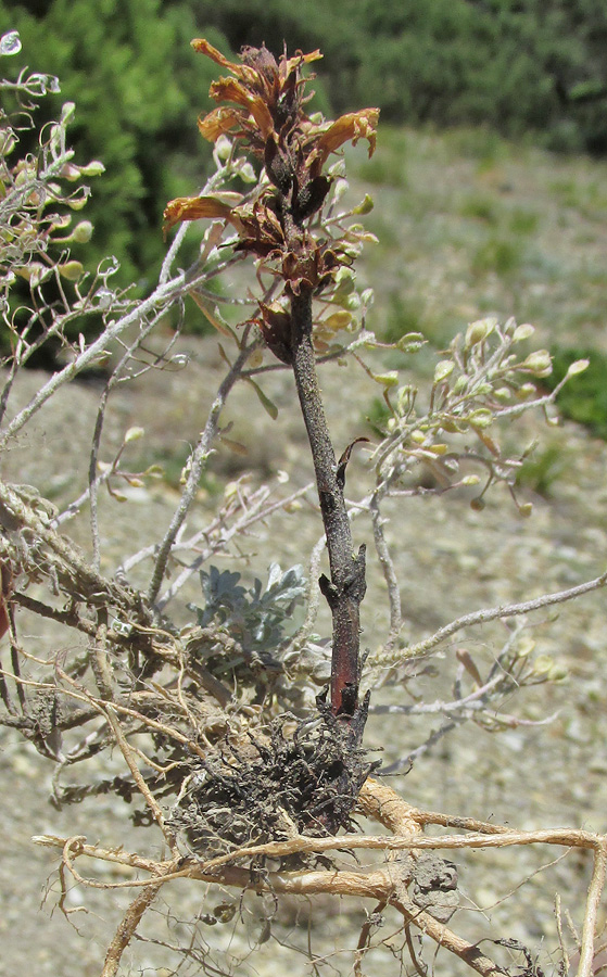 Image of Phelipanche gussoneana var. zosimae specimen.