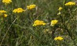 Helichrysum maracandicum