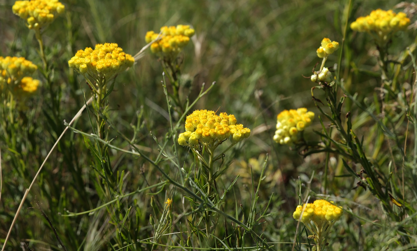 Image of Helichrysum maracandicum specimen.