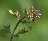 Phlox paniculata. Верхушка побега с нераскрывшимися соцветиями. Московская обл., Раменский р-н, окр. дер. Хрипань, садовый участок. 16.07.2018.