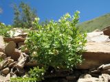 Galium tianschanicum. Цветущее растение с галлами. Кыргызстан, Зап. Тянь-Шань, Таласский Алатау, северная (таласская) сторона пер. Кара-Буура, ≈ 3000 м н.у.м., каменистый склон юго-зап. экспозиции. 17 июля 2018 г.