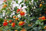 Lantana camara. Верхушка цветущего растения с кормящейся бабочкой-белянкой. Крым, пос. Партенит, парк \"Айвазовское\". 23.09.2018.