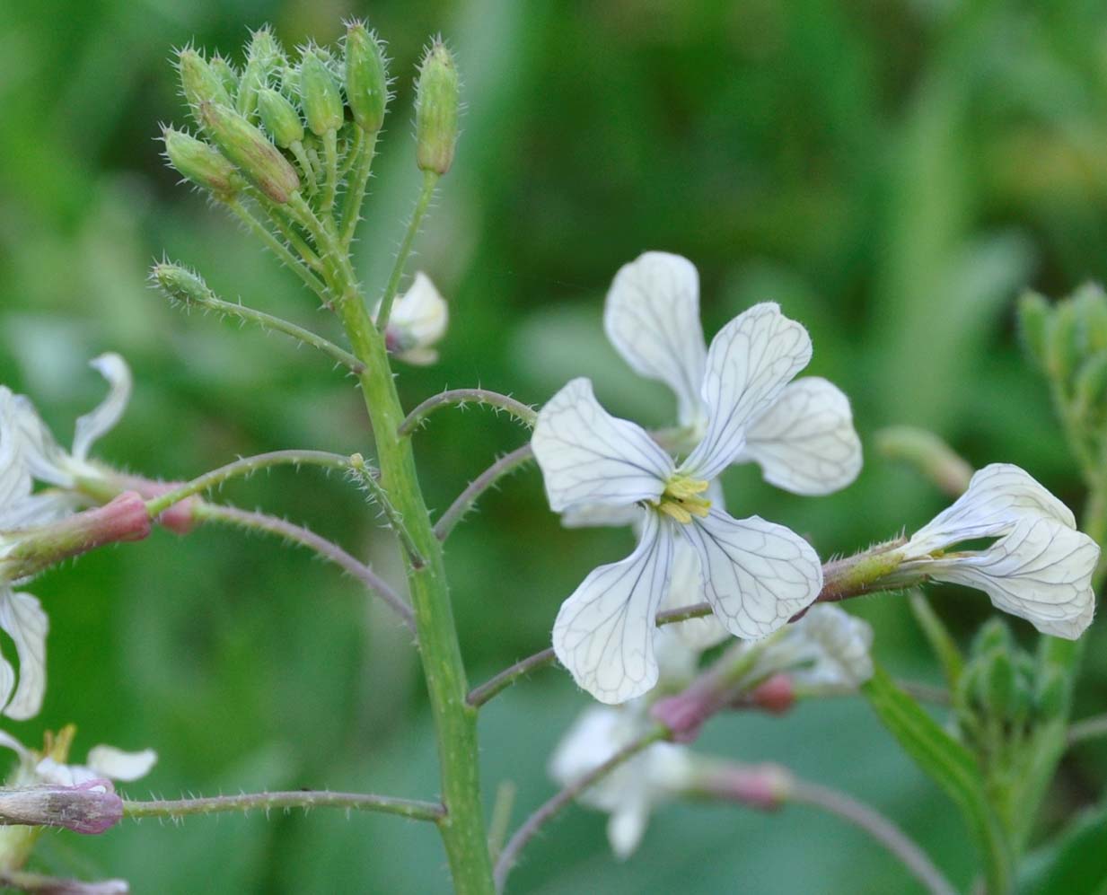 Изображение особи Raphanus raphanistrum.