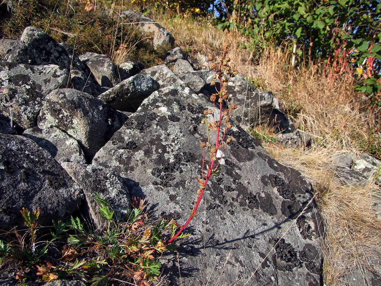 Image of Artemisia arctica ssp. ehrendorferi specimen.