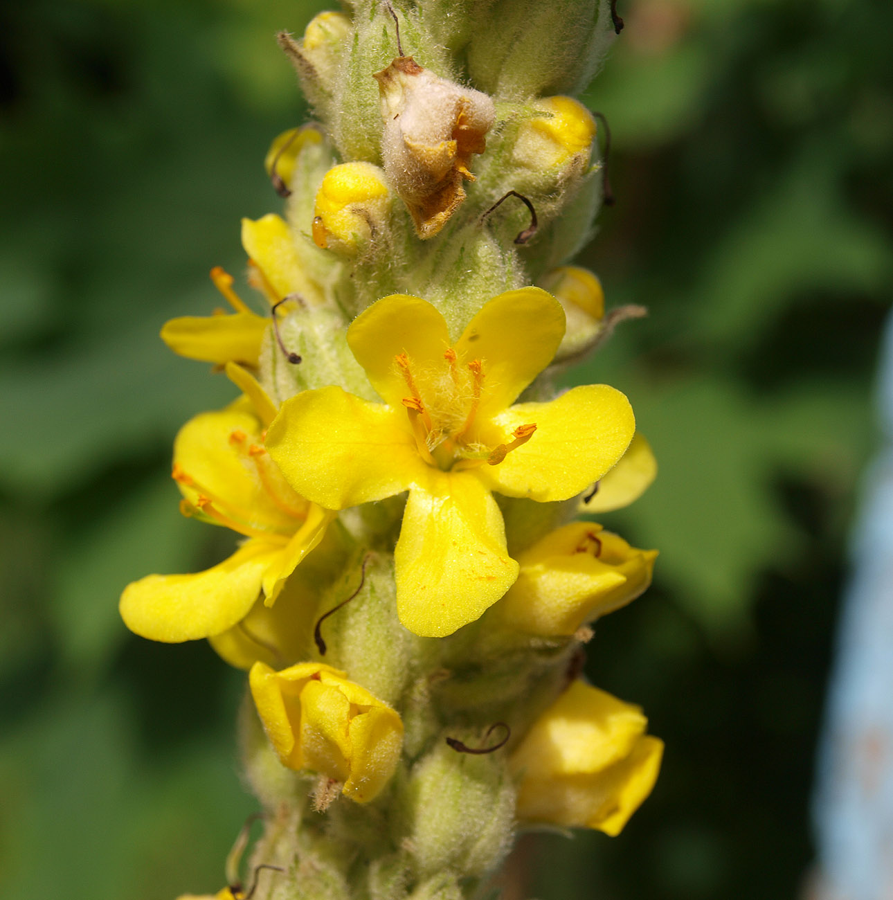 Image of Verbascum thapsus specimen.