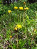 Taraxacum croceum. Цветущие растения на обочине лесного проселка. Мурманск, Росляково, березовая роща на берегу губы Грязная Кольского залива. 26.06.2010.