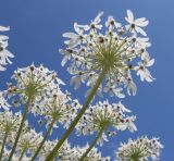 Heracleum ponticum. Верхушки побегов с соцветиями. Адыгея, Кавказский биосферный заповедник, Азишский перевал, ≈ 1900 м н.у.м., субальпийский луг. 19.07.2015.